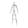 lymphatic human 2008 3d fbx