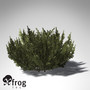african boxwood africa 3d model