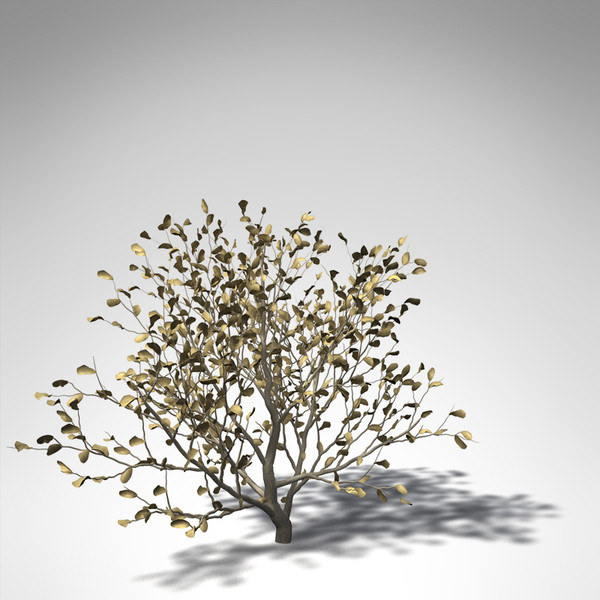 african boxwood africa 3d model - XfrogPlants African Boxwood... by xfrog