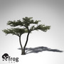 3d xfrogplants umbrella acacia tree