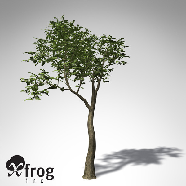 3d xfrogplants arrow poison tree - XfrogPlants Arrow Poison... by xfrog
