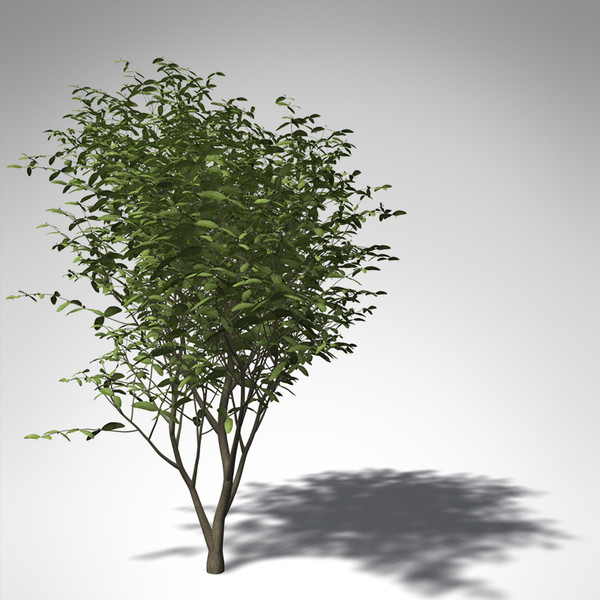3d xfrogplants arrow poison tree - XfrogPlants Arrow Poison... by xfrog