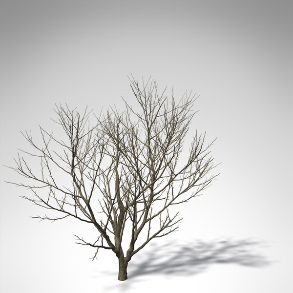 3d xfrogplants arrow poison tree - XfrogPlants Arrow Poison... by xfrog