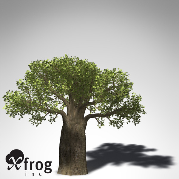 baobab tree 3d model - XfrogPlants Baobab... by xfrog