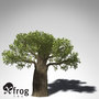 baobab tree 3d model