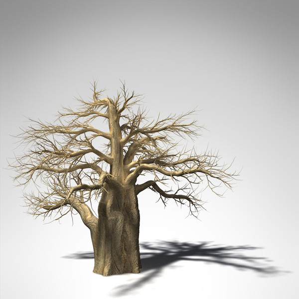 baobab tree 3d model - XfrogPlants Baobab... by xfrog