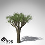 3d model of xfrogplants tree aloe