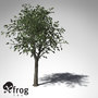 3d model xfrogplants river wild pear