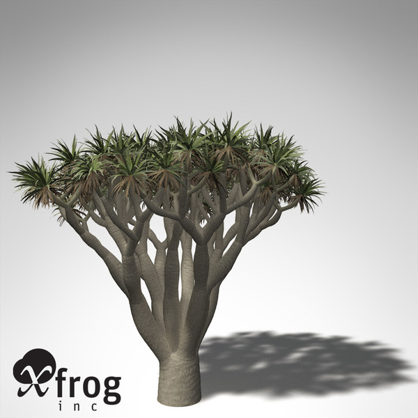 xfrogplants dragon tree 3d obj - XfrogPlants Dragon Tree... by xfrog
