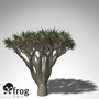 xfrogplants dragon tree 3d obj