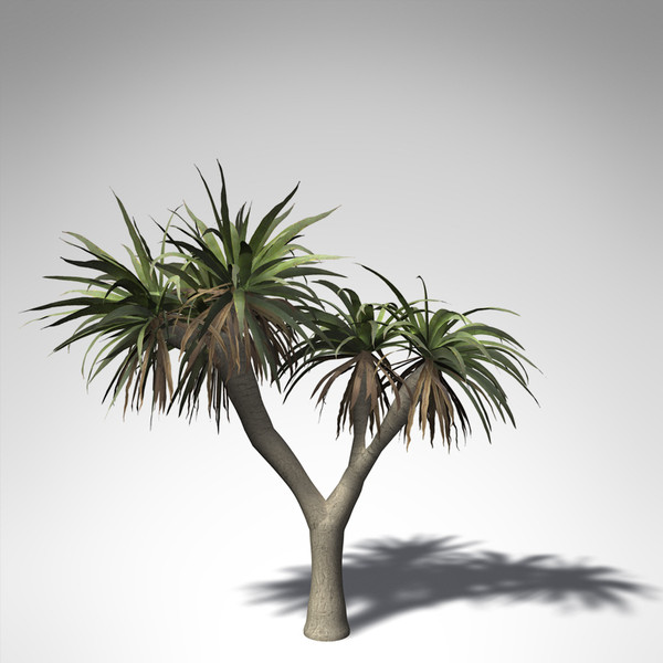 xfrogplants dragon tree 3d obj - XfrogPlants Dragon Tree... by xfrog