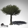 XfrogPlants Forest Sandpaper Fig