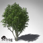 3ds max xfrogplants african mahogany tree