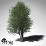 3d xfrogplants wild peach tree