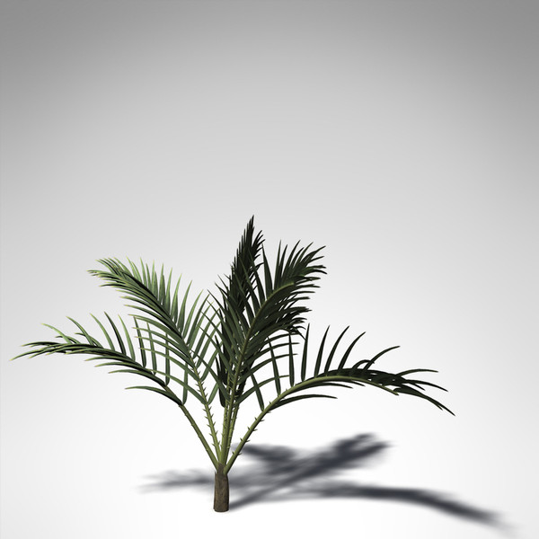 3d xfrogplants senegal date palm model - XfrogPlants Senegal Date Palm... by xfrog