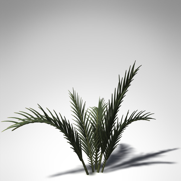 3d xfrogplants senegal date palm model - XfrogPlants Senegal Date Palm... by xfrog
