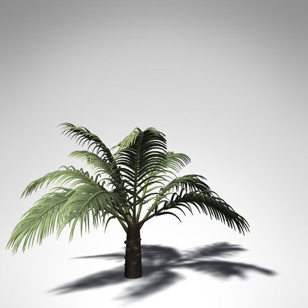 3d xfrogplants senegal date palm model - XfrogPlants Senegal Date Palm... by xfrog