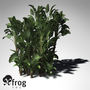 3ds xfrogplants white bird paradise