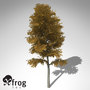 3d xfrogplants autumn european beech