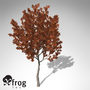 3d model xfrogplants autumn crape myrtle