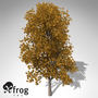 xfrogplants autumn english oak 3d max