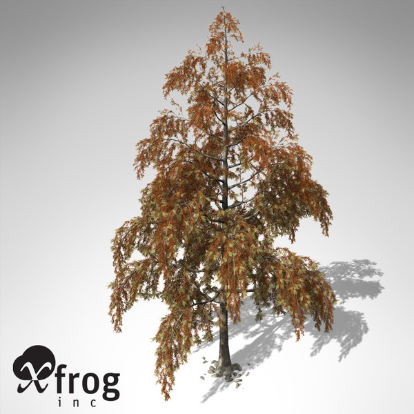 3dsmax xfrogplants autumn bald cypress - XfrogPlants Autumn Bald Cypress... by xfrog