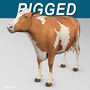 ayrshire cow 3d model