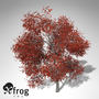 xfrogplants autumn japanese maple 3d 3ds
