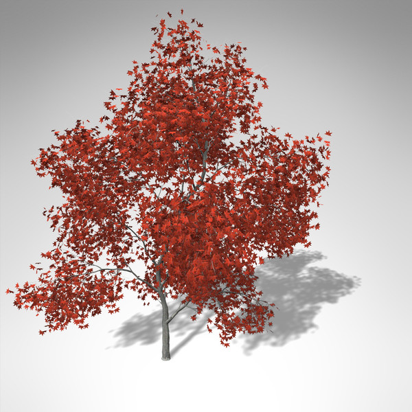 xfrogplants autumn japanese maple 3d 3ds - XfrogPlants Autumn Japanese Maple... by xfrog