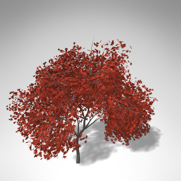xfrogplants autumn japanese maple 3d 3ds - XfrogPlants Autumn Japanese Maple... by xfrog