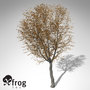 3d xfrogplants autumn norway maple model