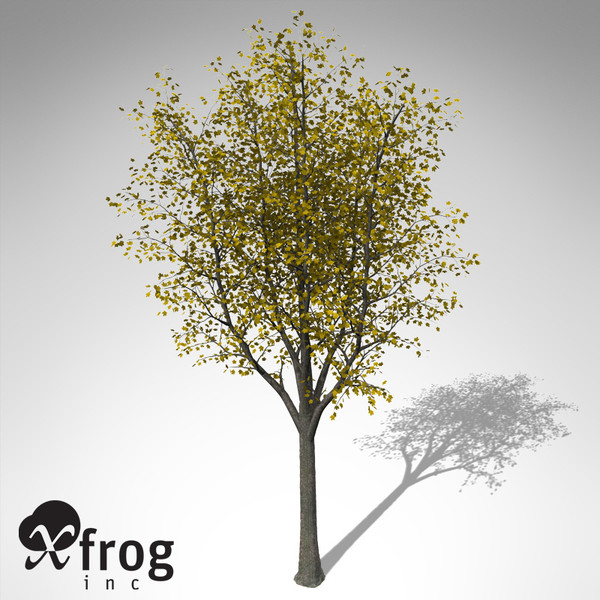 xfrogplants autumn sycamore maple 3d model - XfrogPlants Autumn Sycamore Maple... by xfrog