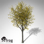 xfrogplants autumn sycamore maple 3d model