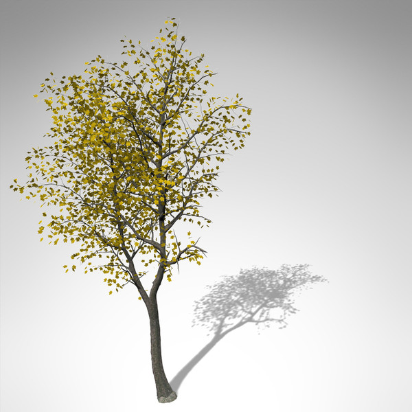 xfrogplants autumn sycamore maple 3d model - XfrogPlants Autumn Sycamore Maple... by xfrog