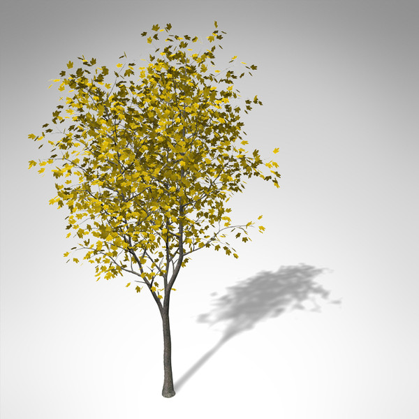 xfrogplants autumn sycamore maple 3d model - XfrogPlants Autumn Sycamore Maple... by xfrog