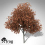 c4d xfrogplants autumn silver maple