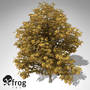 3d model xfrogplants autumn horse chestnut