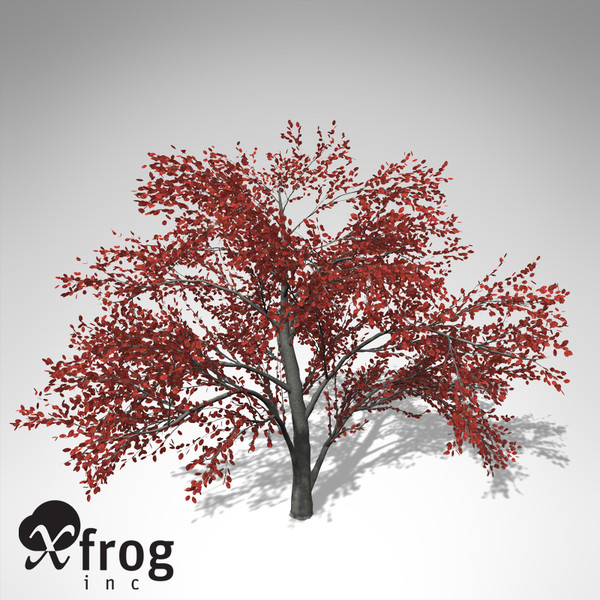 3ds xfrogplants autumn serviceberry - XfrogPlants Autumn Serviceberry... by xfrog