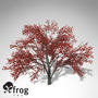 3ds xfrogplants autumn serviceberry