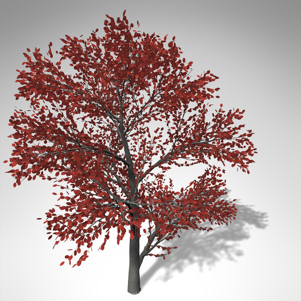3ds xfrogplants autumn serviceberry - XfrogPlants Autumn Serviceberry... by xfrog