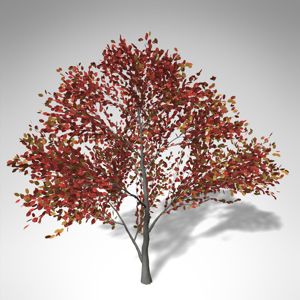 3ds xfrogplants autumn serviceberry - XfrogPlants Autumn Serviceberry... by xfrog