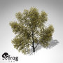 3ds max xfrogplants autumn honey locust