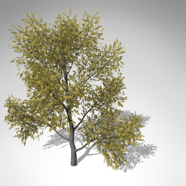 3ds max xfrogplants autumn honey locust - XfrogPlants Autumn Honey Locust... by xfrog