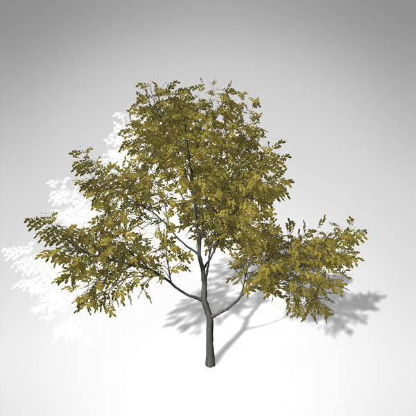 3ds max xfrogplants autumn honey locust - XfrogPlants Autumn Honey Locust... by xfrog