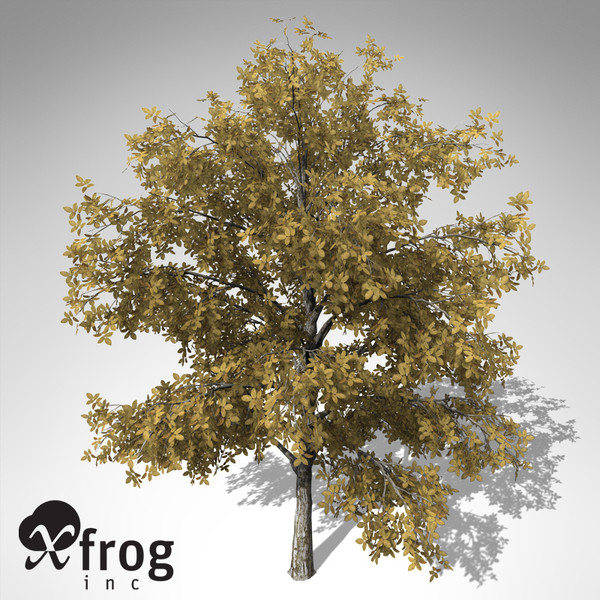 3d xfrogplants autumn european walnut model - XfrogPlants Autumn European Walnut... by xfrog