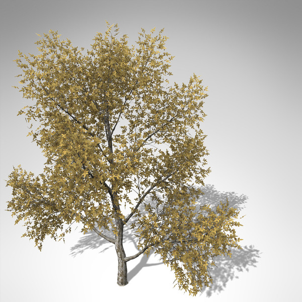 3d xfrogplants autumn european walnut model - XfrogPlants Autumn European Walnut... by xfrog