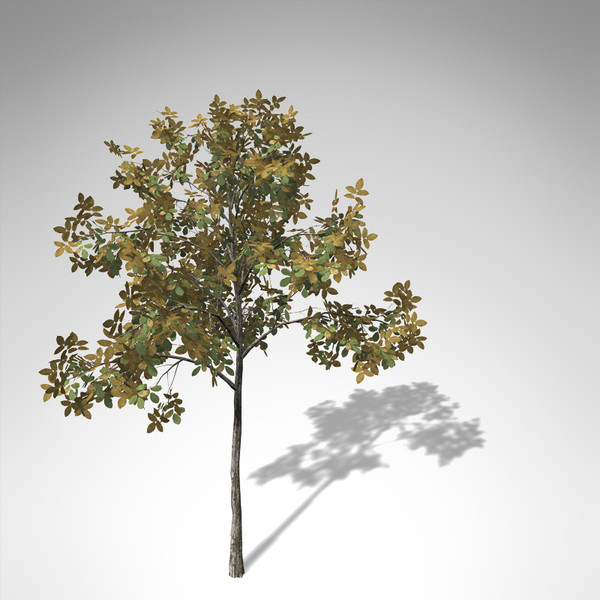 3d xfrogplants autumn european walnut model - XfrogPlants Autumn European Walnut... by xfrog