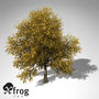 XfrogPlants Autumn London Planetree