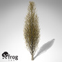 3ds max xfrogplants autumn lombardy poplar