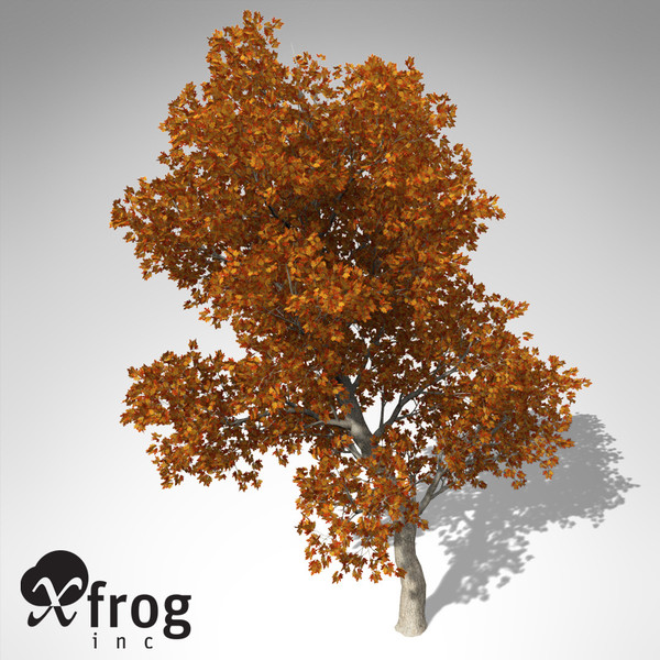 c4d xfrogplants autumn red oak - XfrogPlants Autumn Red Oak... by xfrog